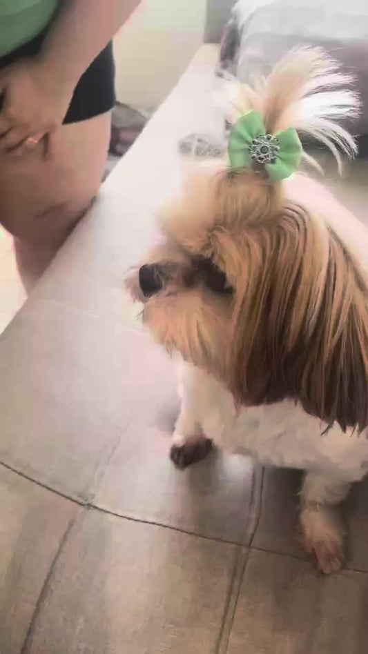 Cepillo A Vapor Para Mascotas